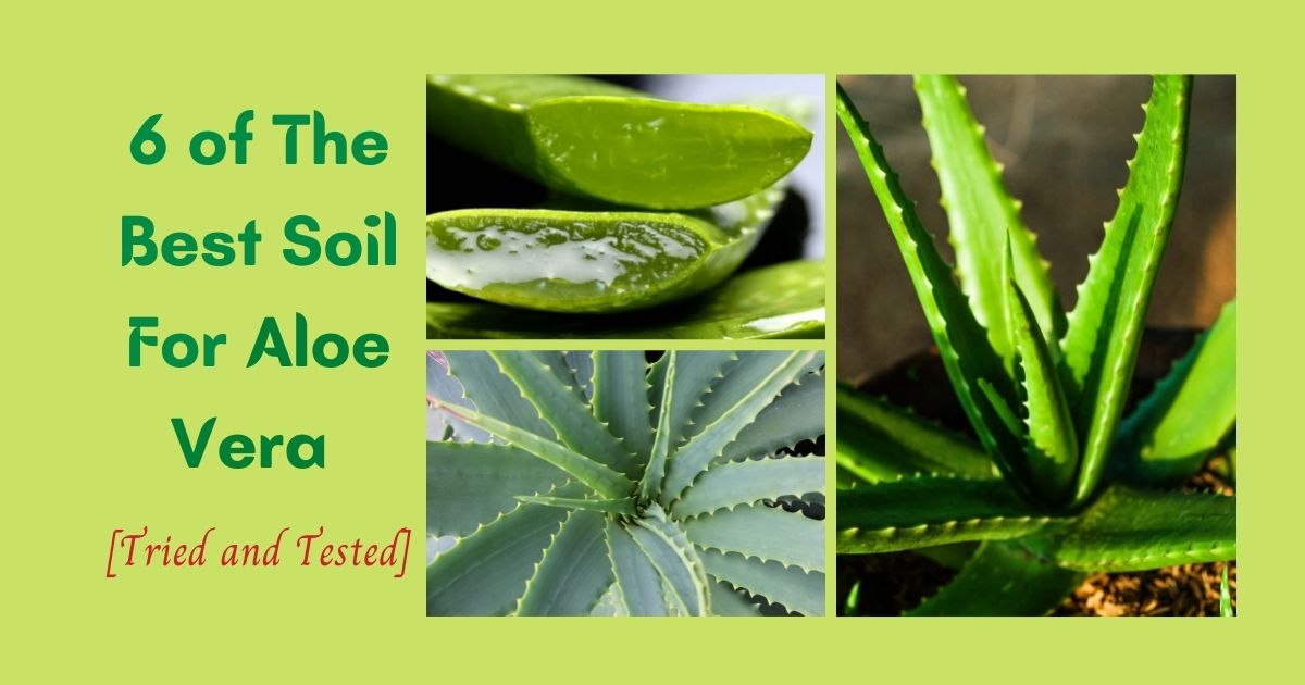 best soil for aloe vera