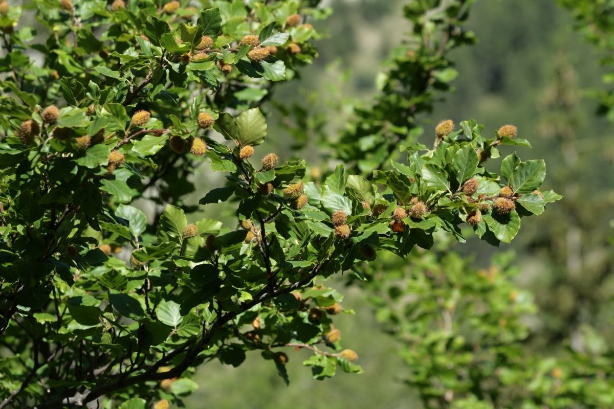 Beech tree fruit