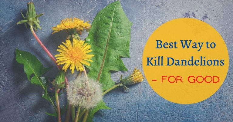 best way to kill dandelions