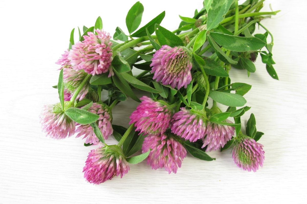 Bouquet of red clover