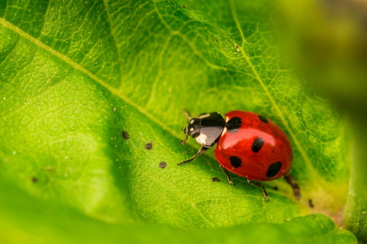 Ladybug beetle