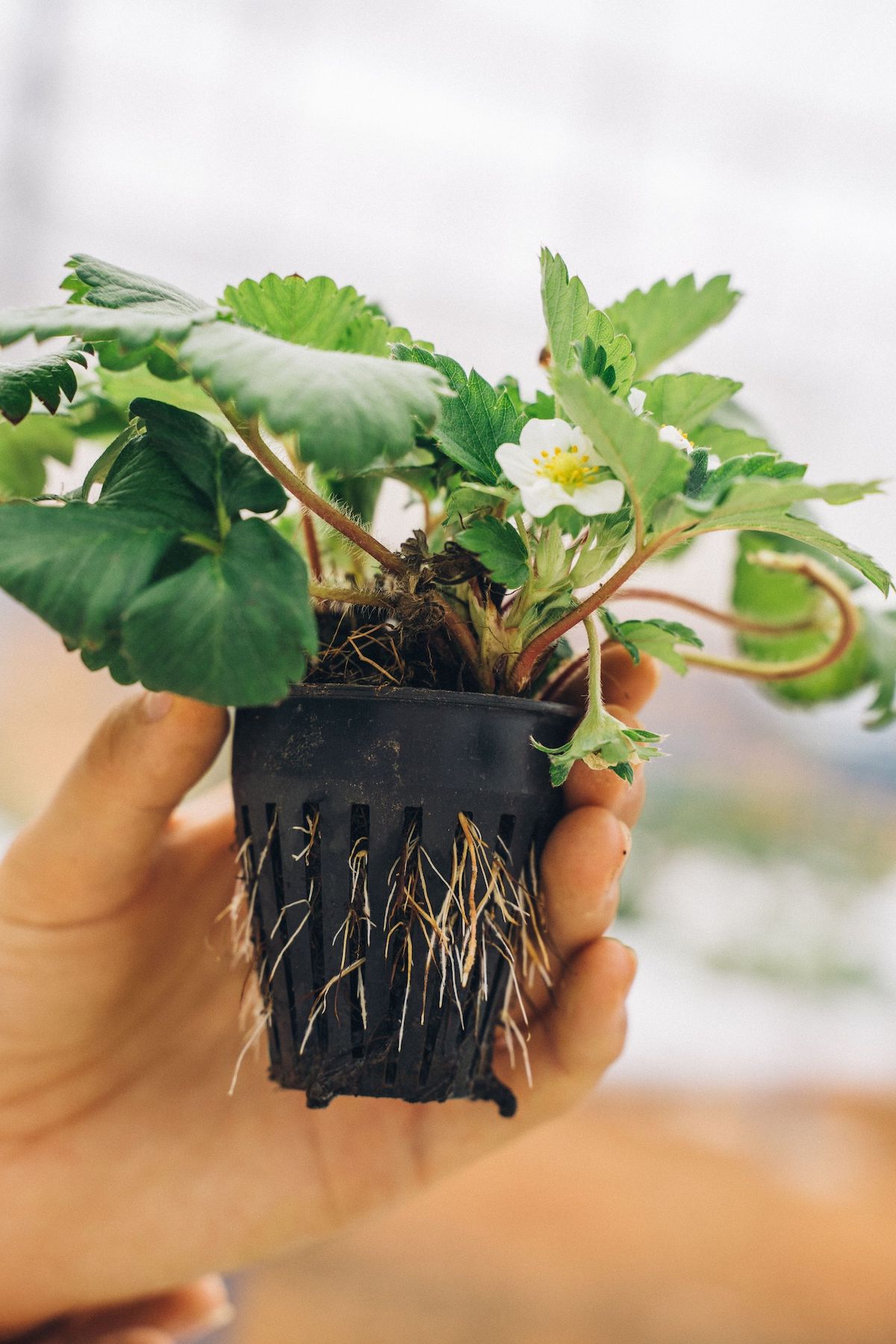 Strawberry Plant on a Black Container