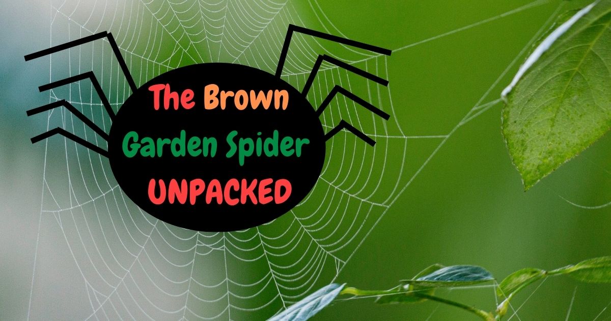 brown garden spider