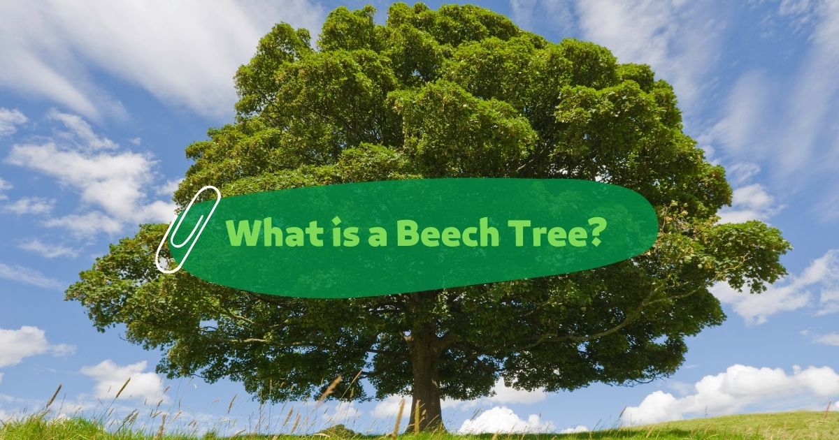 american beech tree