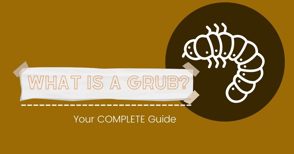 what is a grub