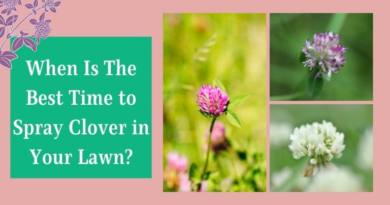 when is the best time to spray clover in your lawn