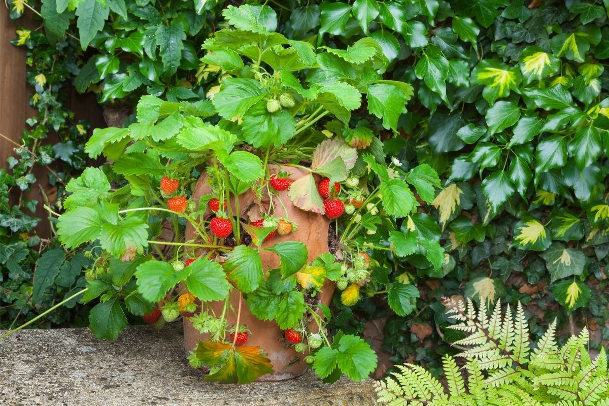 planter with ripe strawberries