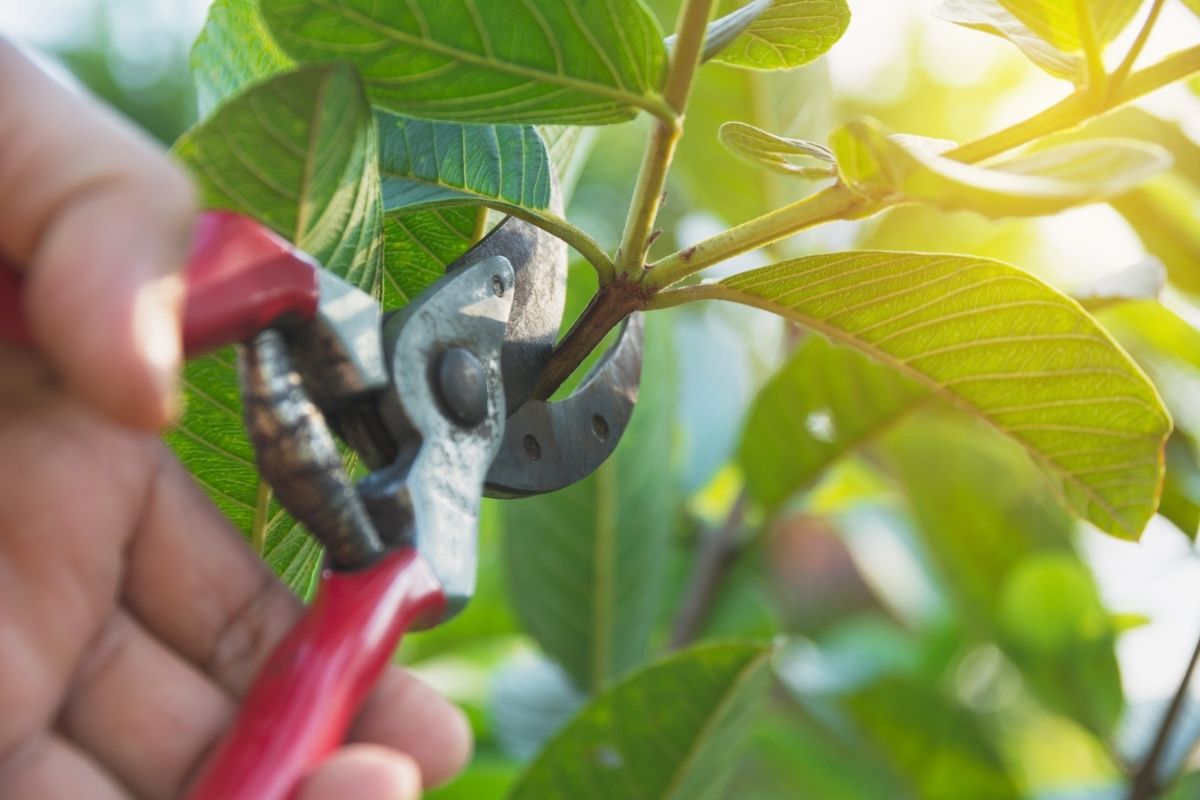 pruning trees with pruning shears