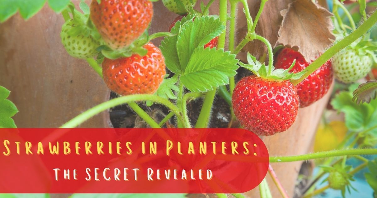 strawberries in planters