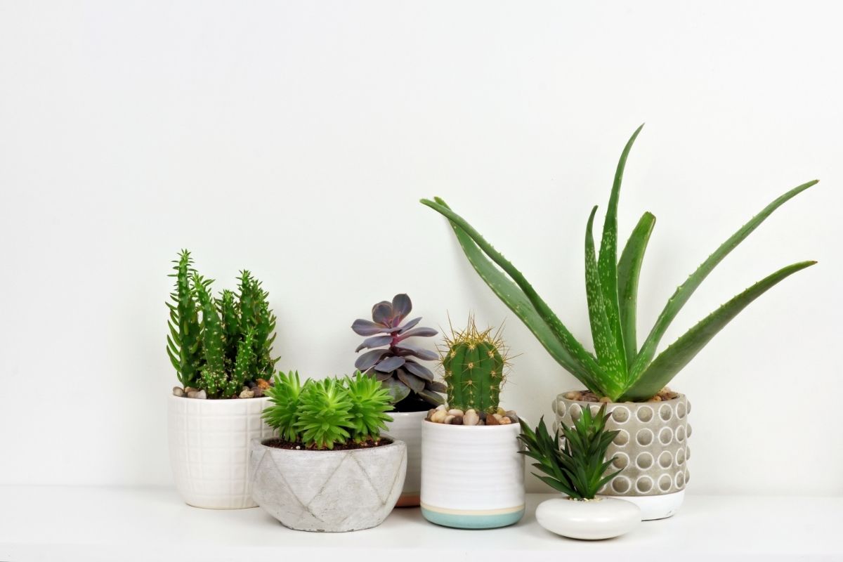 succulents in pots on shelf