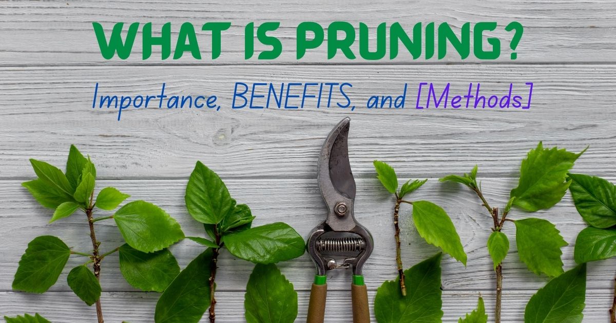what is pruning