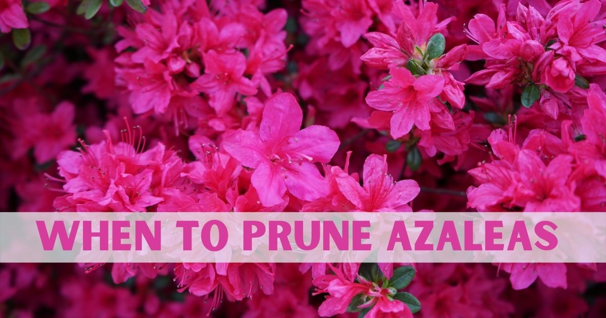 when to prune azaleas