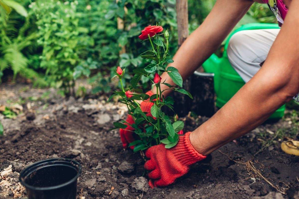 Gardener transplanting roses