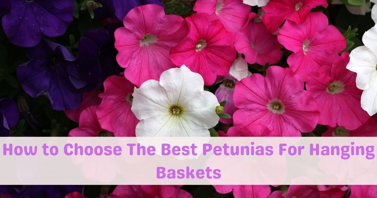 best petunias for hanging baskets