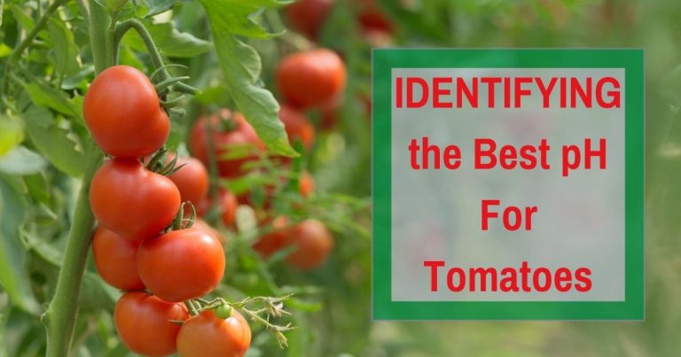 best ph for tomatoes