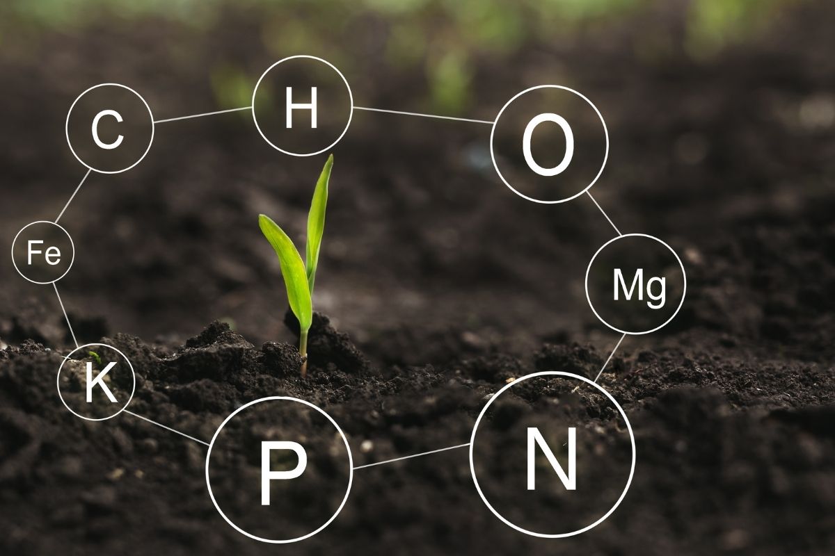 Role of nutrients mineral in plant