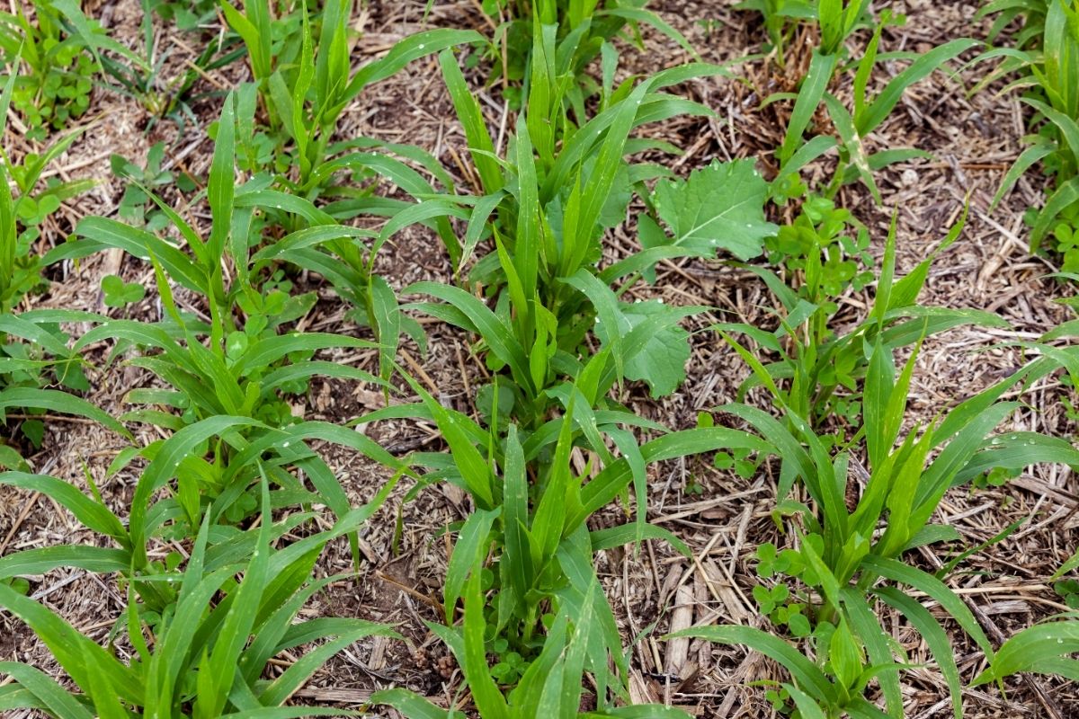 Rows of Cover Crops Emerging