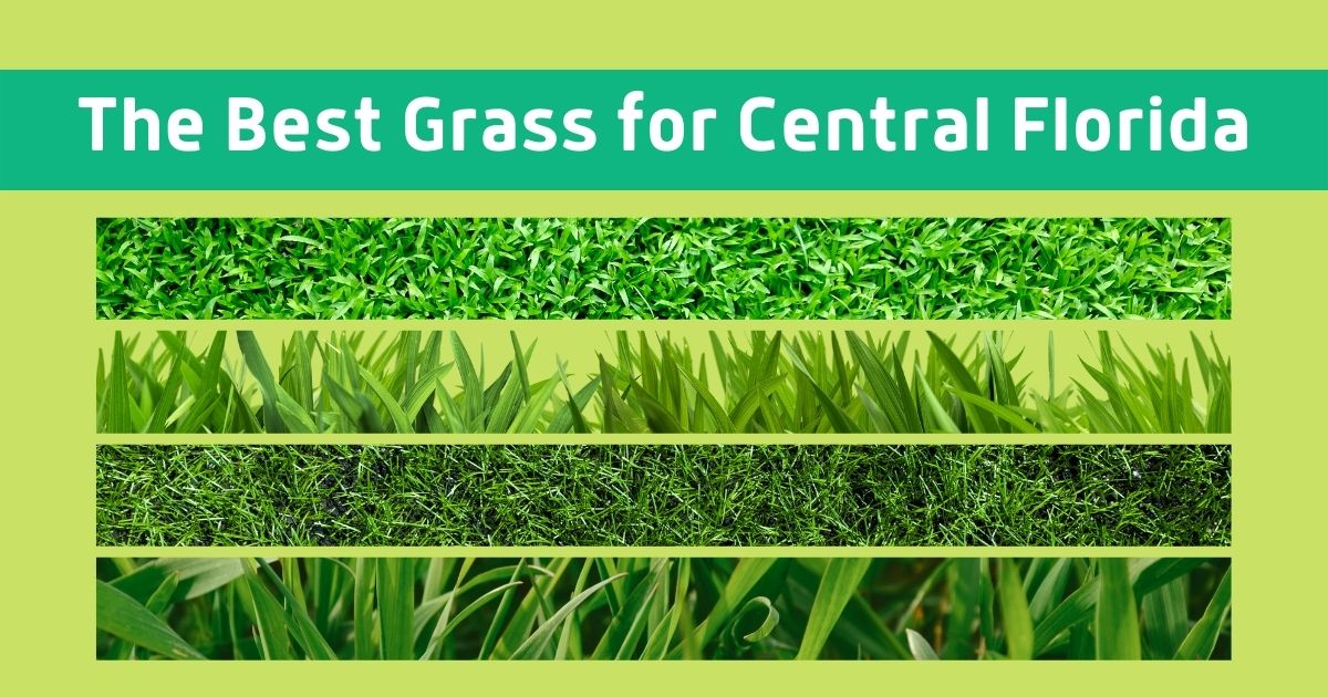best grass for central florida