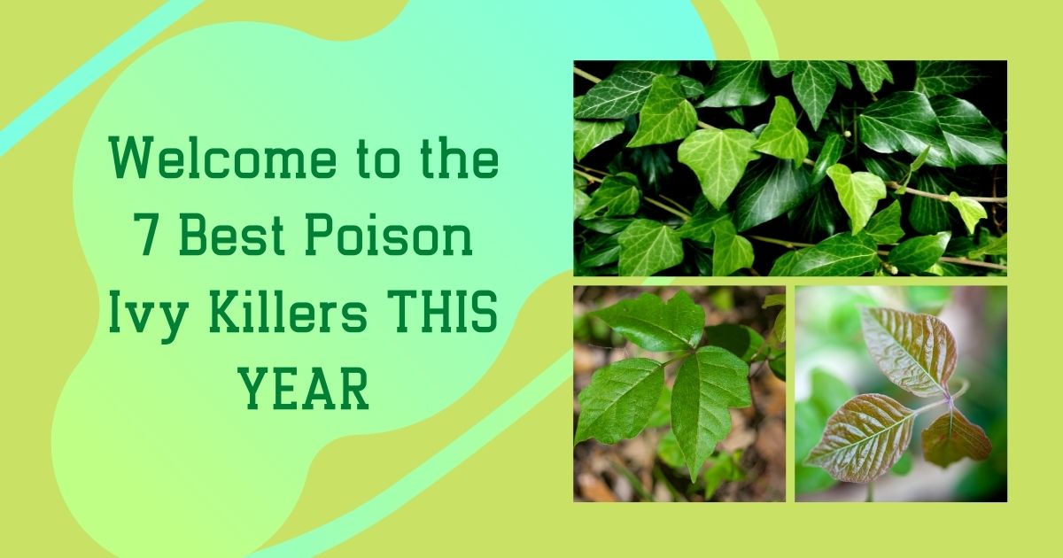 best poison ivy killer
