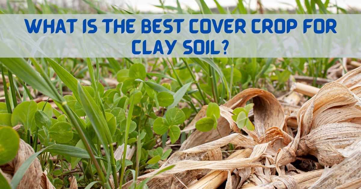 best cover crop for clay soil