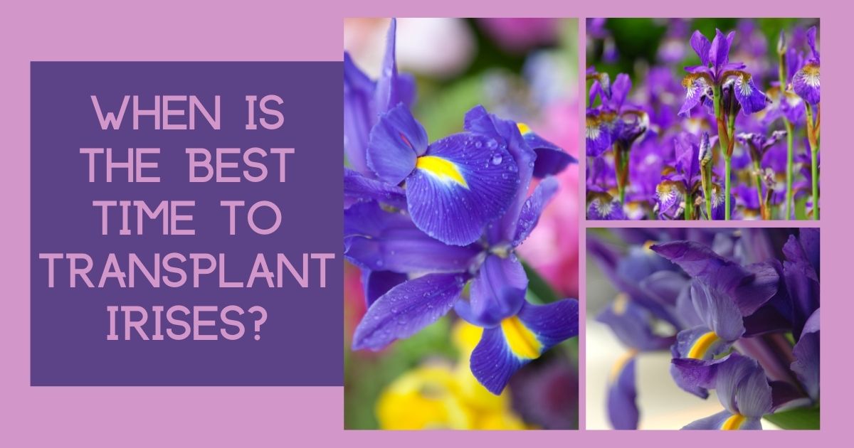 when is the best time to transplant irises