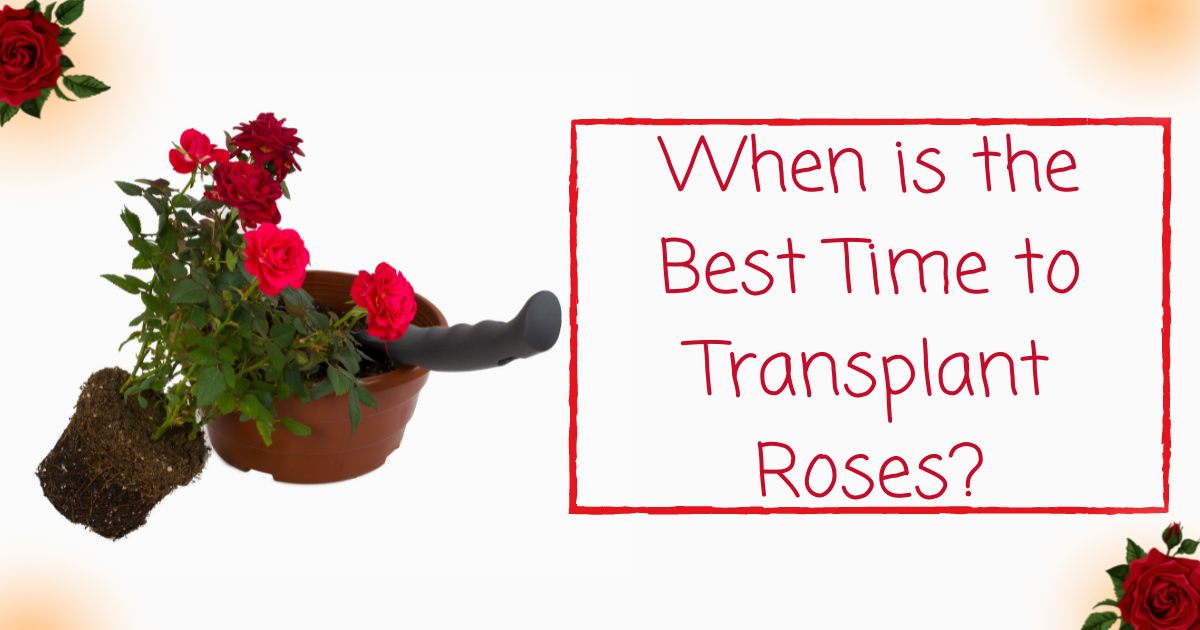 best time to transplant roses
