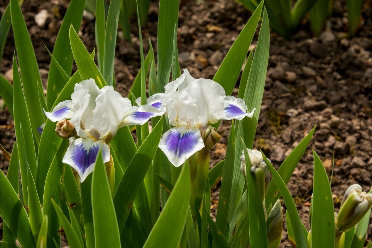 White bearded irises