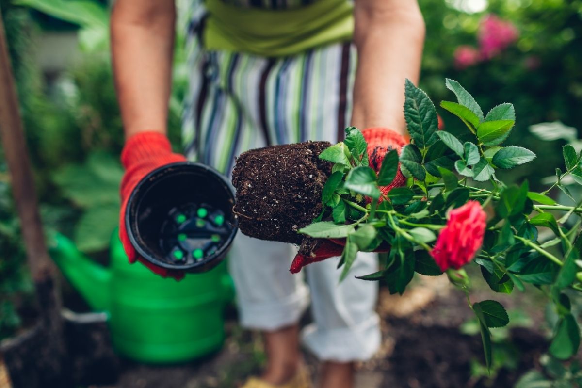 Woman gardener transplanting roses