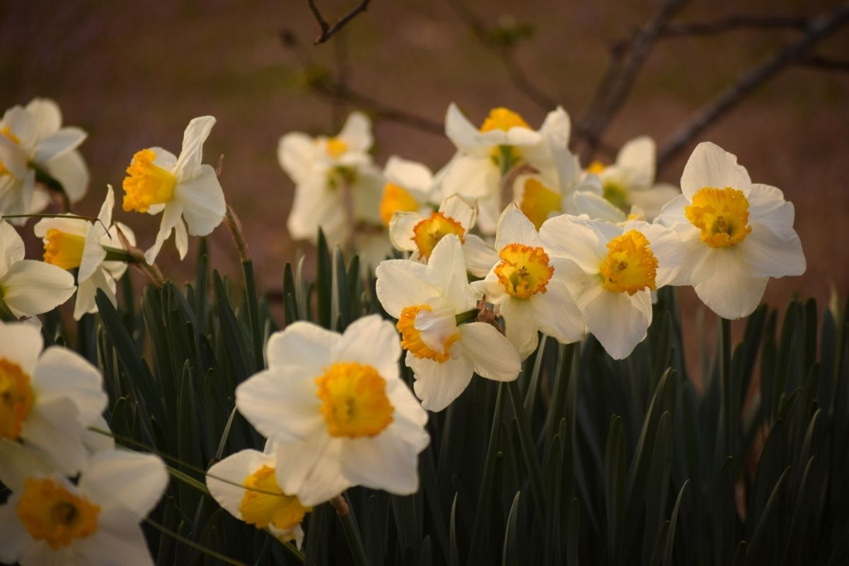 Daffodils Flowering Bulbs