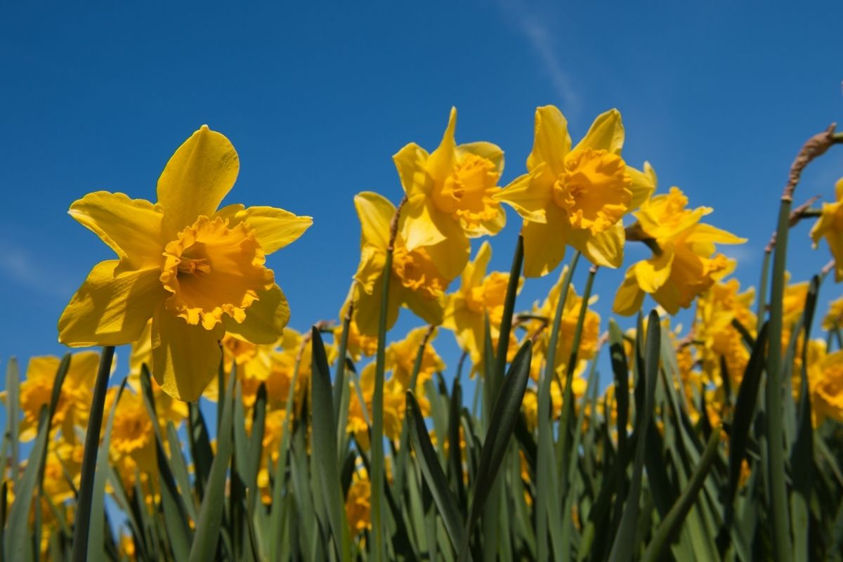 Daffodils on Field