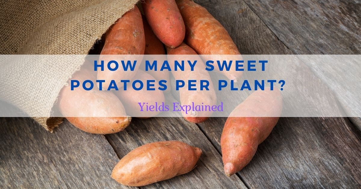 how many sweet potatoes per plant