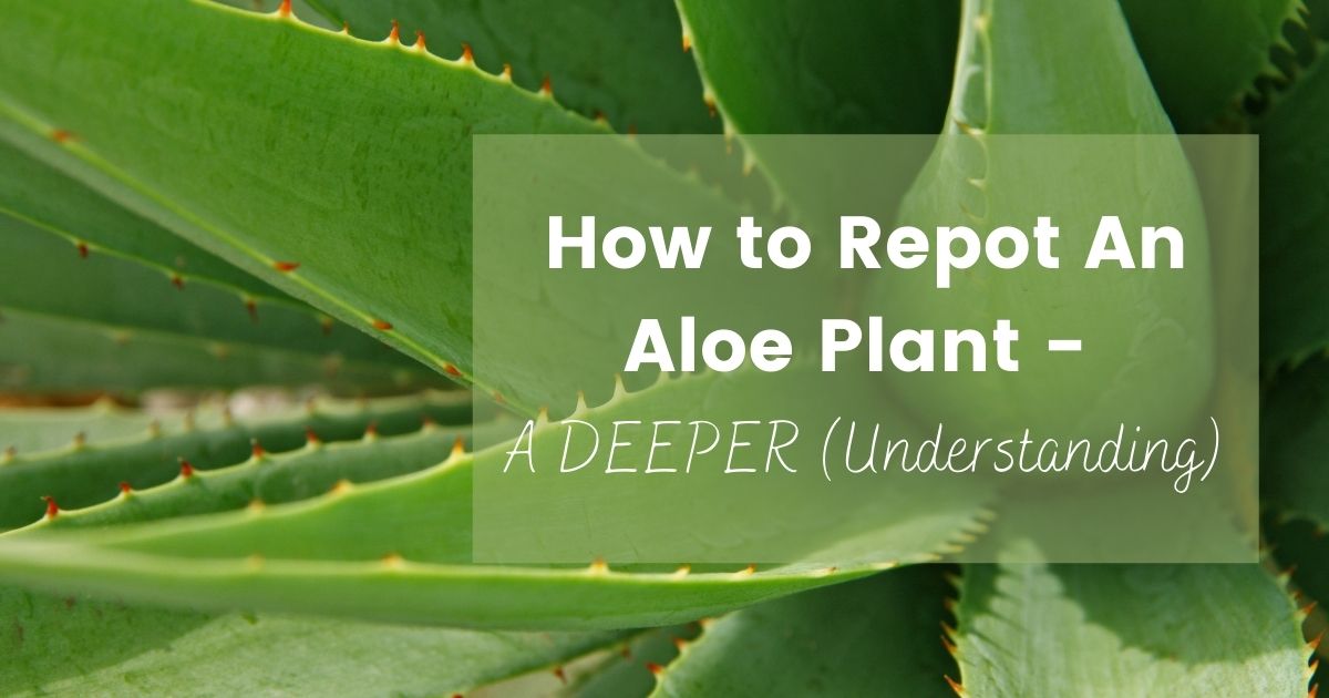 how to repot an aloe plant