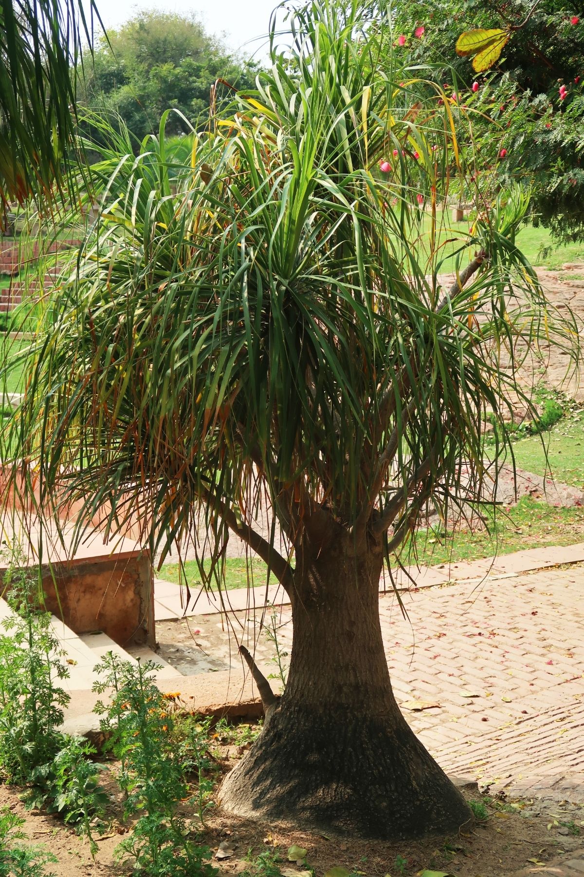 outdoor ponytail palm 