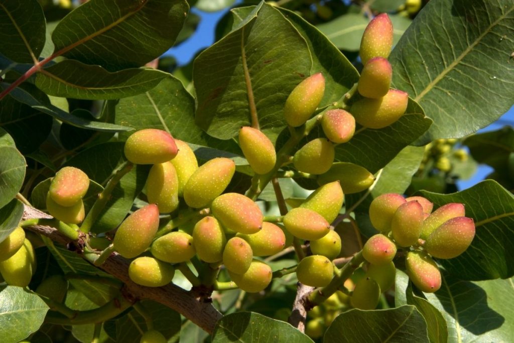 Where Do Pistachios Grow? (WHAT Are They) And MORE - The Gardener Info