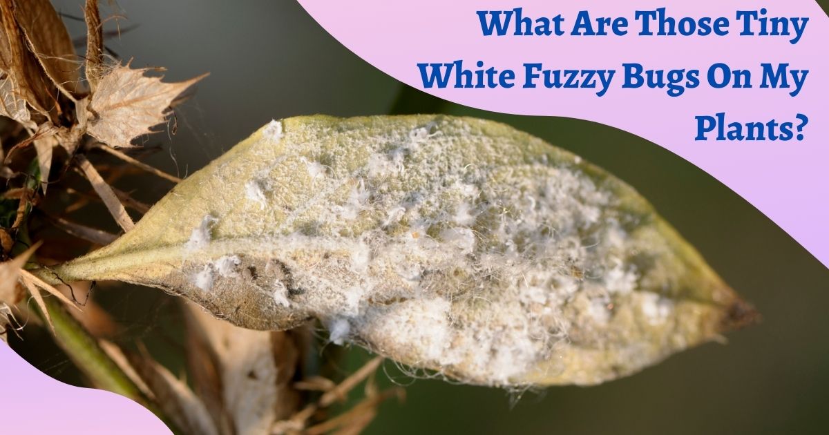 tiny white fuzzy bug