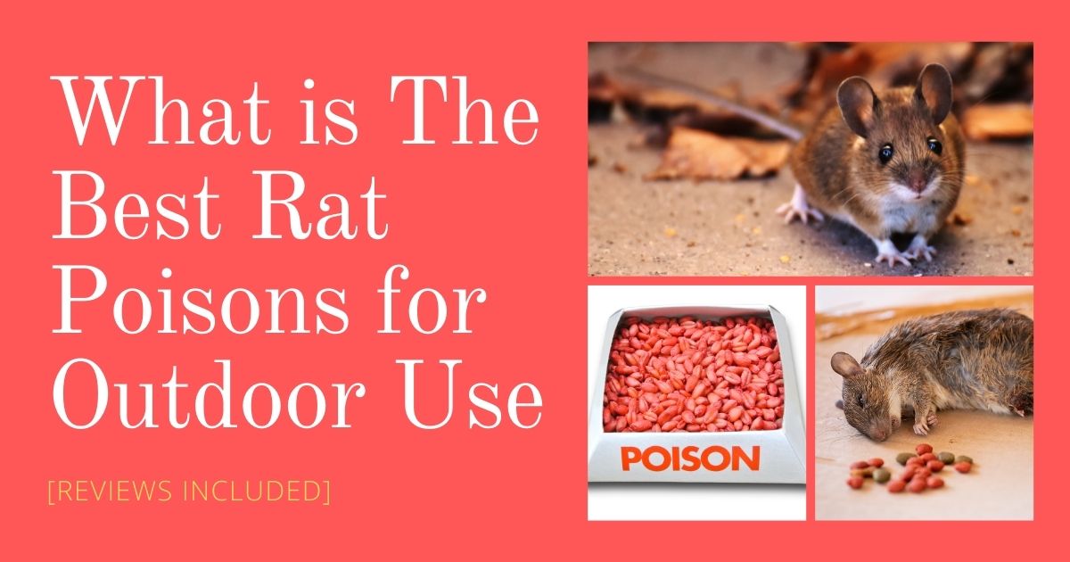 what is the best rat poison