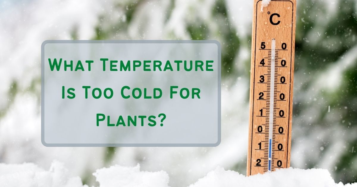 what temperature is too cold for plants