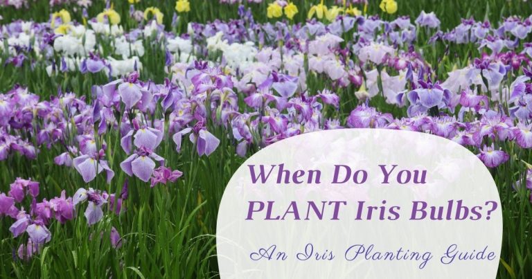 when do you plant iris bulbs
