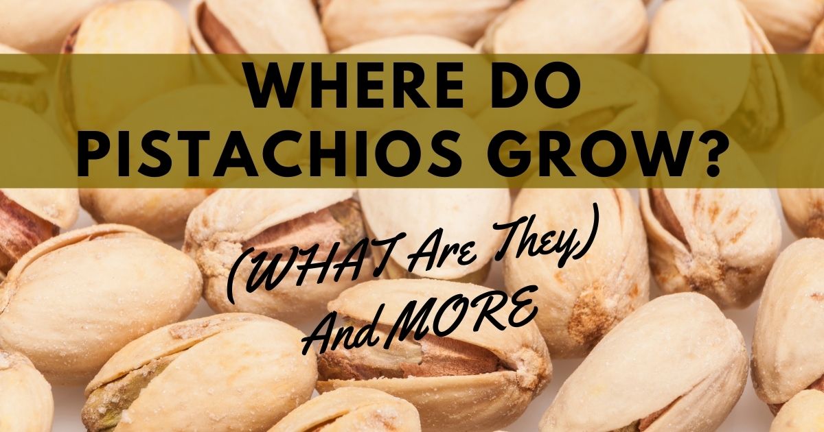 where do pistachios grow