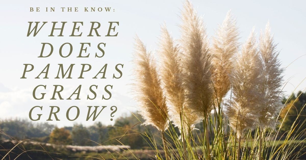 where does pampas grass grow