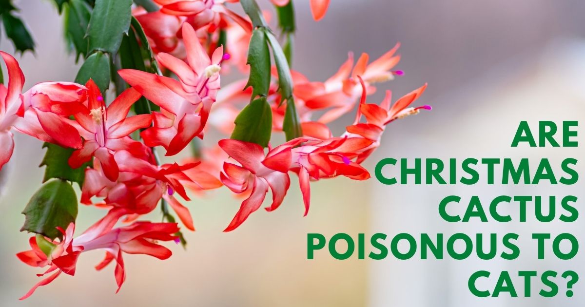 are christmas cactus poisonous to cats