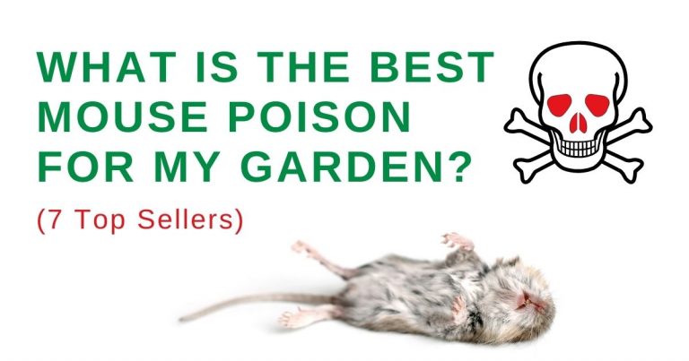 best mouse poison