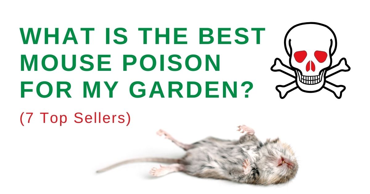 best mouse poison