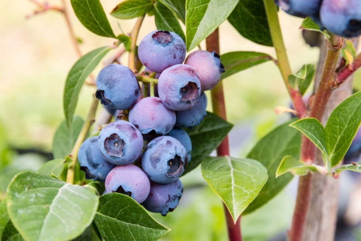 blueberries on blueberry bush