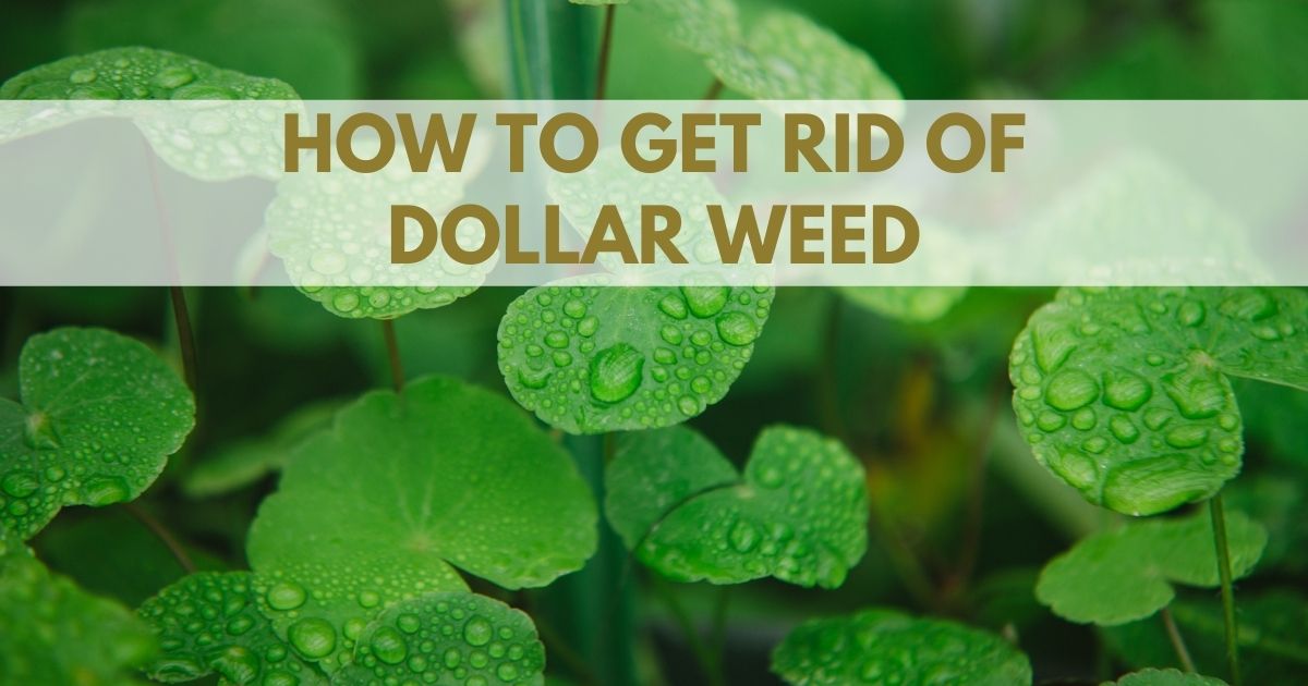 how to get rid of dollar weed