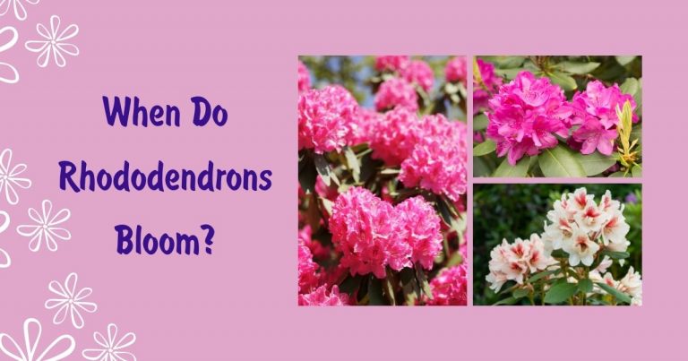 when do rhododendrons bloom