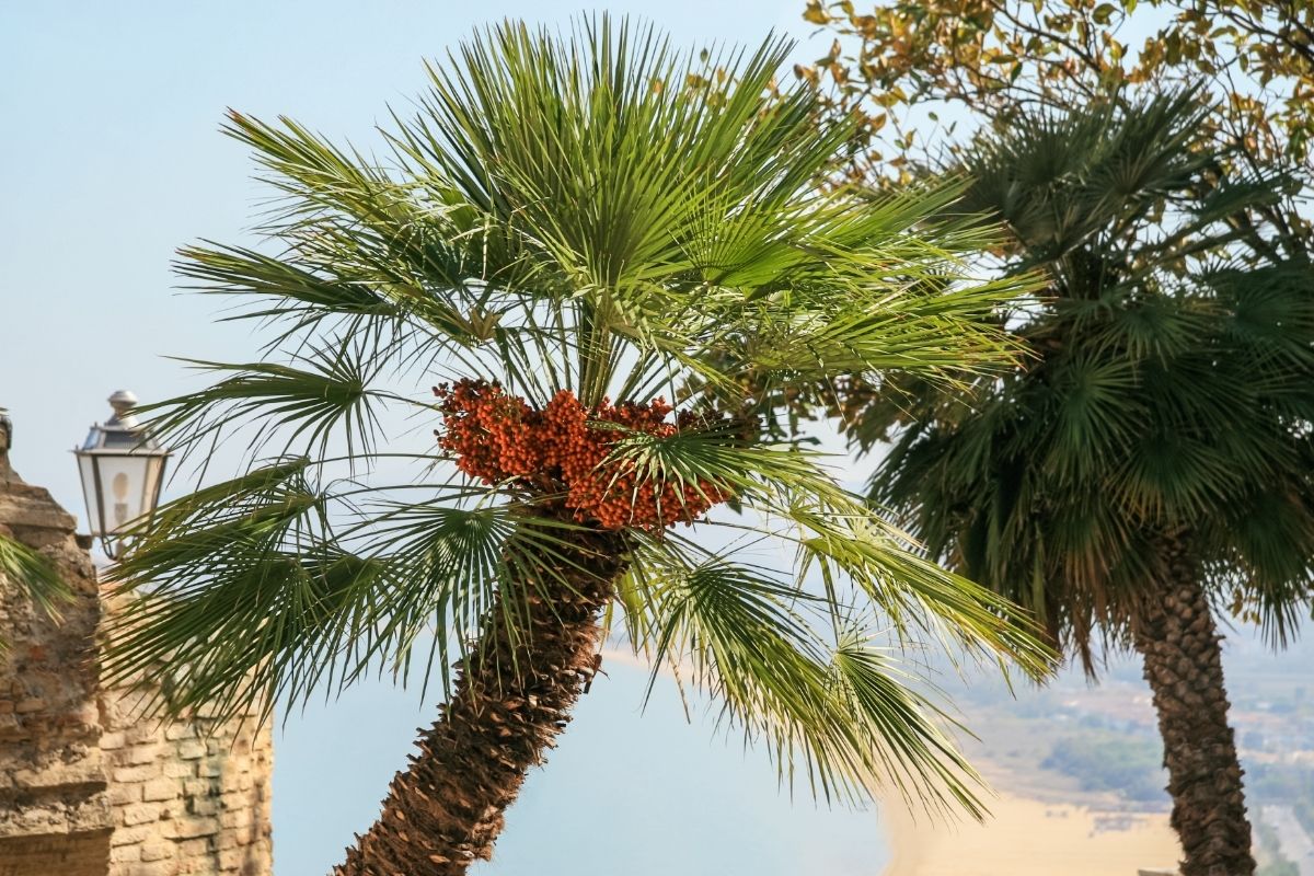European Fan Palm Tree