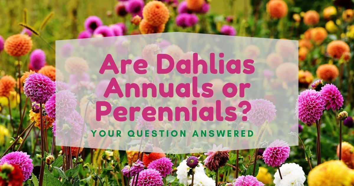 are dahlias annuals or perennials