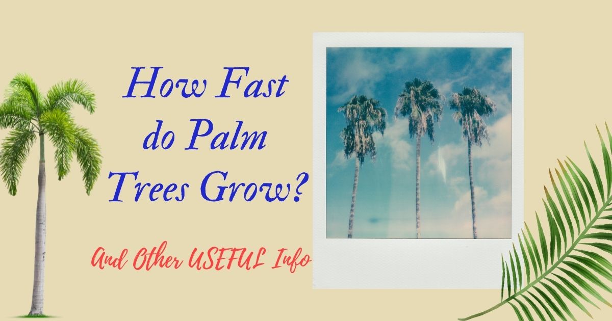 how fast do palm trees grow