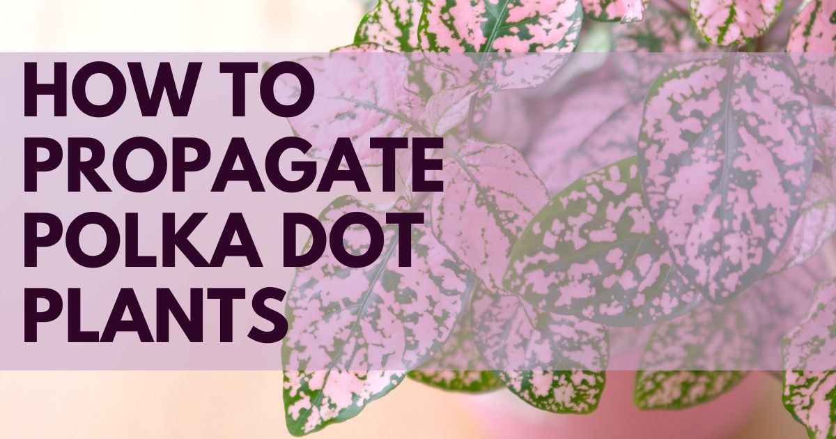 how to propagate polka dot plant